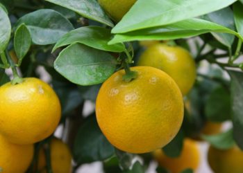 Καλαμοντίν: Η διασταύρωση κουμκουάτ με μανταρίνι