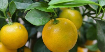 Καλαμοντίν: Η διασταύρωση κουμκουάτ με μανταρίνι