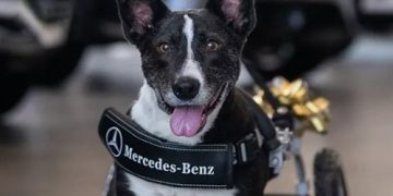 Το δώρο της Mercedes Benz στην “Bunny”