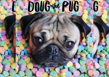 Pet influencers: Τα διάσημα τετράποδα των Social Media