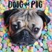 Pet influencers: Τα διάσημα τετράποδα των Social Media